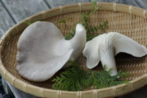 DSC8809 300x200 - 足太あわび茸の直売を再開しました！
