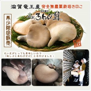 awabi 300x300 - 足太あわび茸の直売を再開しました！