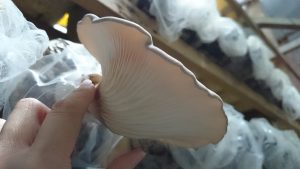 DSC 0040 300x169 - 今年初収穫！！足太あわび茸の直売を開始しました！