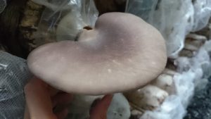 DSC 0045 300x169 - 今年初収穫！！足太あわび茸の直売を開始しました！