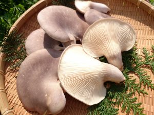 IMG 20180428 093607 300x225 - 今年初収穫！！足太あわび茸の直売を開始しました！