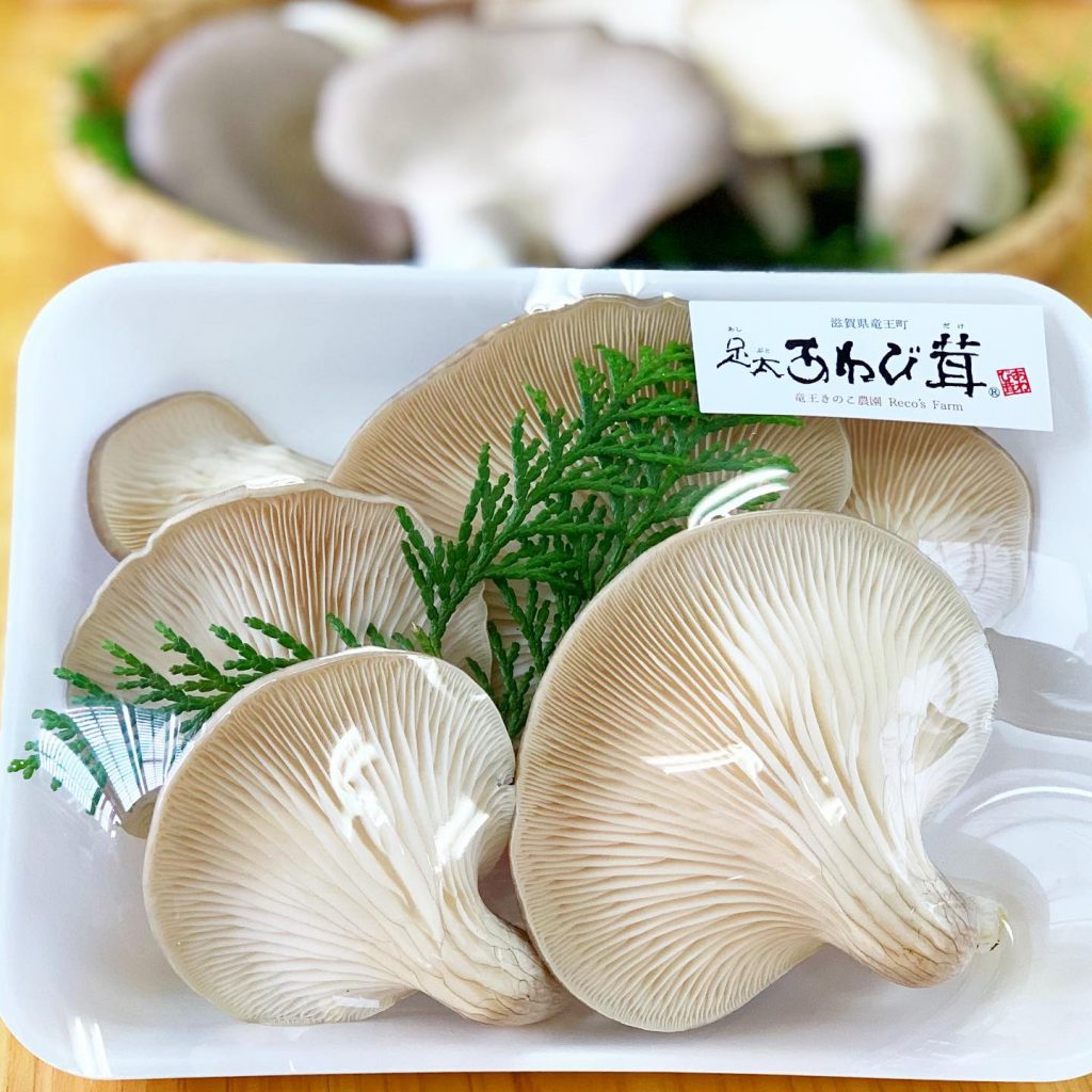 CMBP4461 1024x1024 - 足太あわび茸がたくさん採れています！