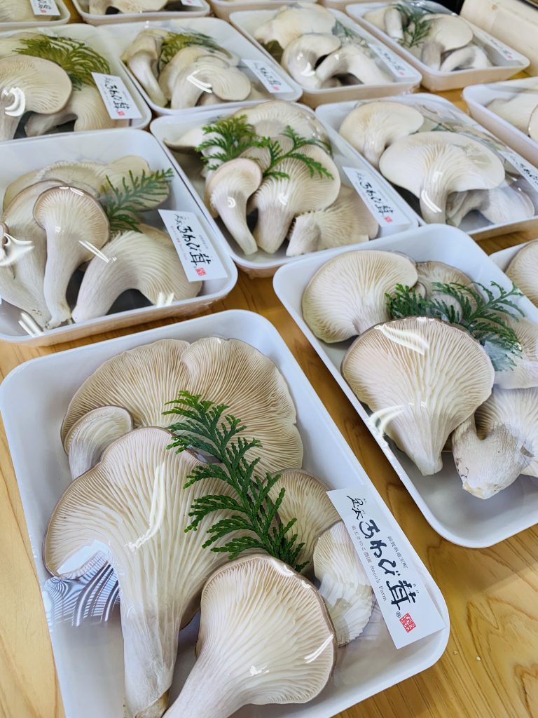 IMG E3618 768x1024 - 足太あわび茸がたくさん採れています！