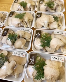 あわび茸の暖房部屋を作りました! 7AD9FA9E 039B 4BCE 9CD1 E960A6EEF8D2 - あわび茸の暖房部屋を作りました!
