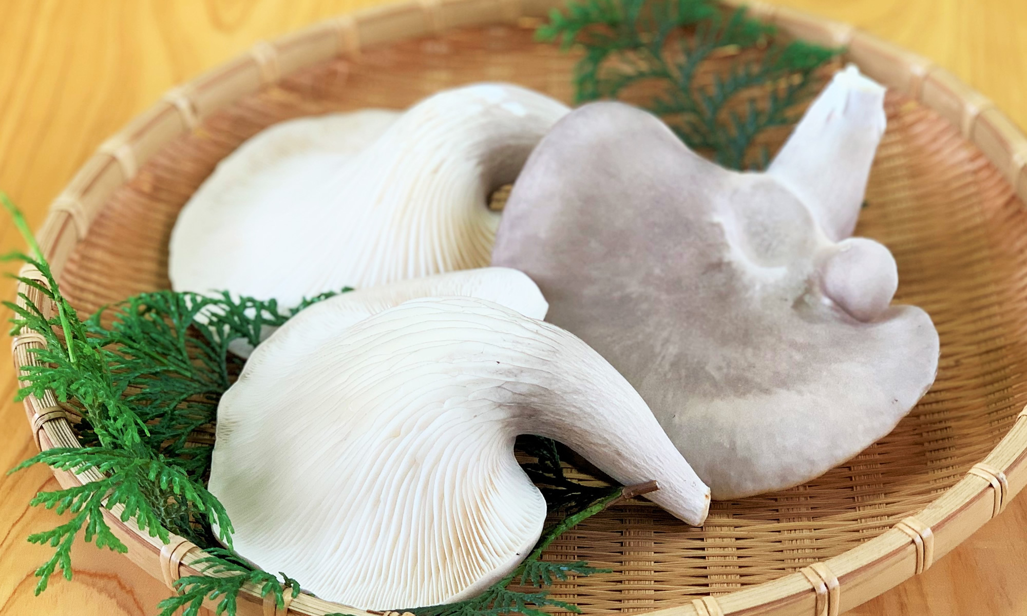 滋賀県竜王町 竜王足太あわび茸