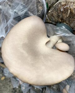 354243157 639890038173285 4696856247349610697 n 240x300 - ６月１６日（金）よりハウスでの直売を再開させていただきます！