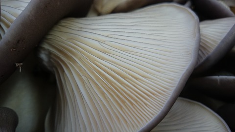1d1995f8 s - 今年度の出荷最終日は１２月３０日です！