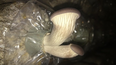 522c4e24 s - 足太あわび茸の初生りを採取！！