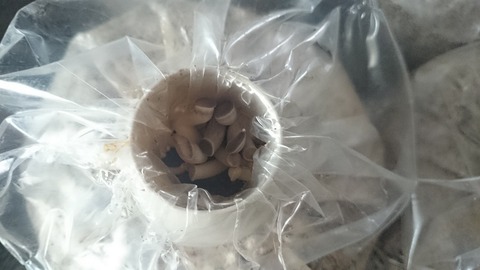 5de66496 s - 足太あわび茸の初生りを採取！！