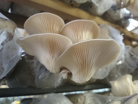 5e073d89 s - 足太あわび茸の特選採れました！