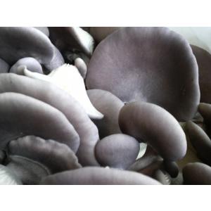 5ef474ce - 足太あわび茸の成長