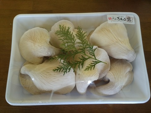 63e4d8bf s - 足太あわび茸の特選採れました！