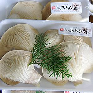 66dc76ef - 道の駅竜王かがみの里＆アグリパーク竜王で販売中！