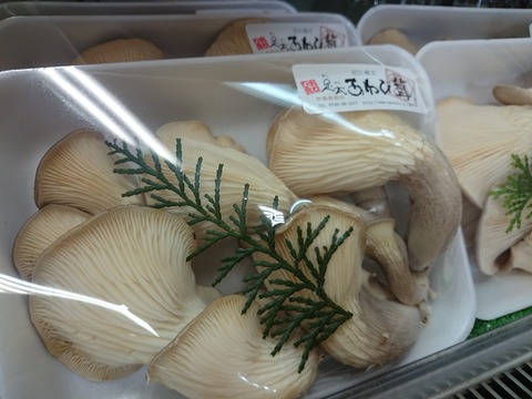 6bb22f75 s - 健康農園ビタミン村 足太あわび茸栽培ハウスへお越しの皆様へ