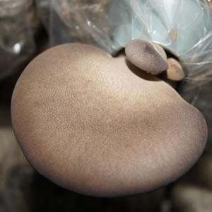 7c2f1b93 - 足太あわび茸採れました！