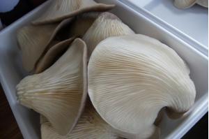 816b98d5 - 足太あわび茸《特選》のご予約受付を開始しました！