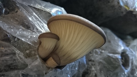 943ebfc1 s - 足太あわび茸の出荷を開始いたします！