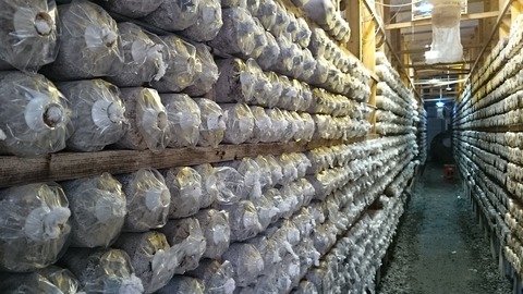 9959108f s - あわび茸の菌床入れ替えをしました！
